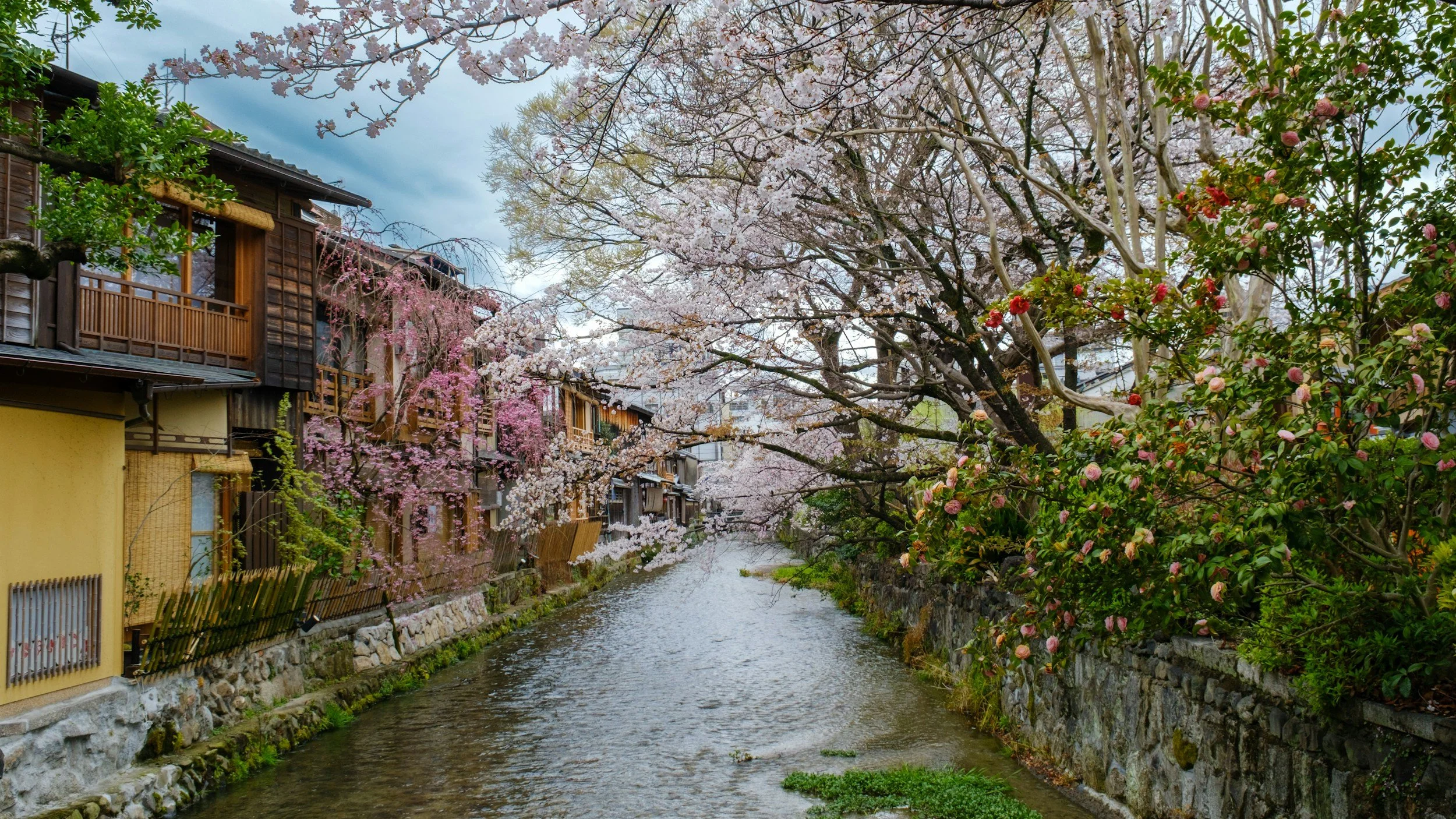 Cherry blossom canal in Kyoto during spring
