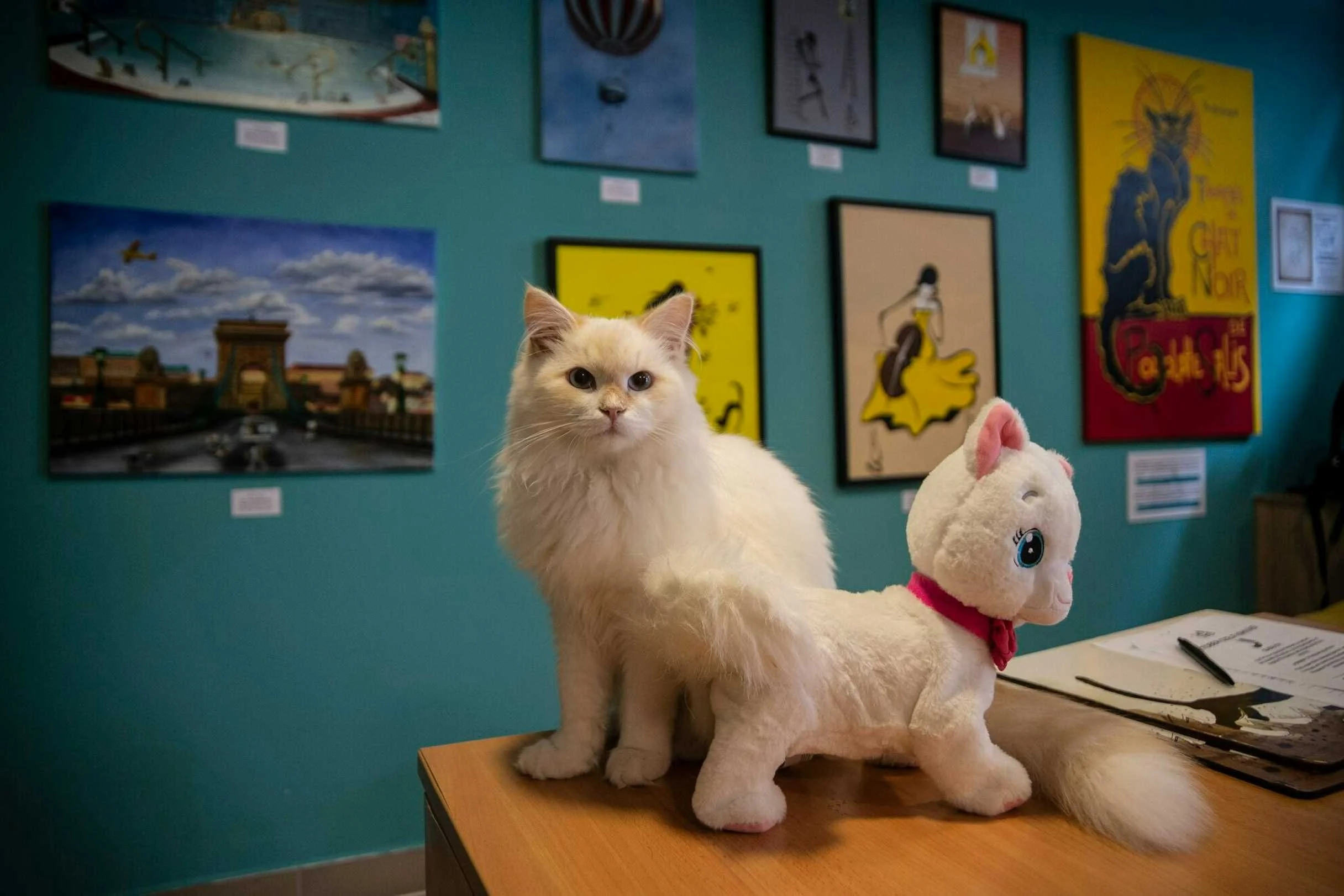 Cat museum Budapest