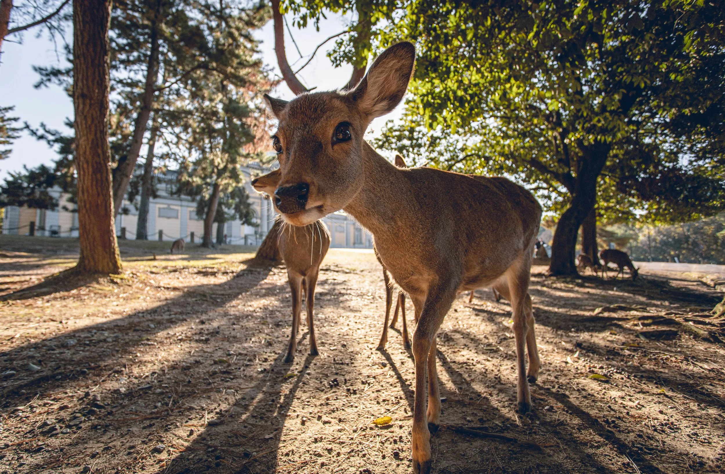 Deer at Nara Park near Kyoto