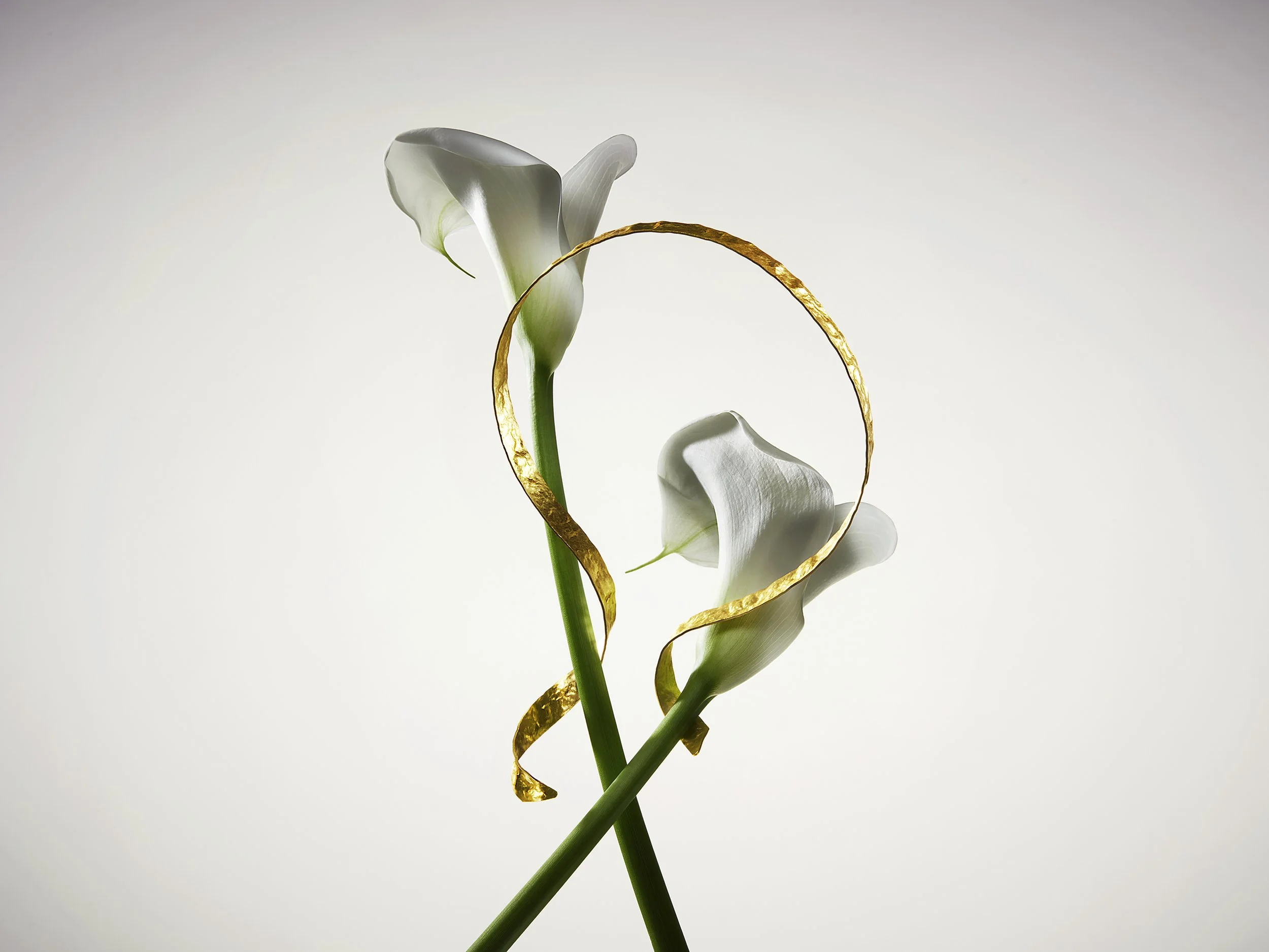 alan-davies-Beauty-Fashion-PORTFOLIO BOTANICAL BEAUTY_Shot_4_s.jpg