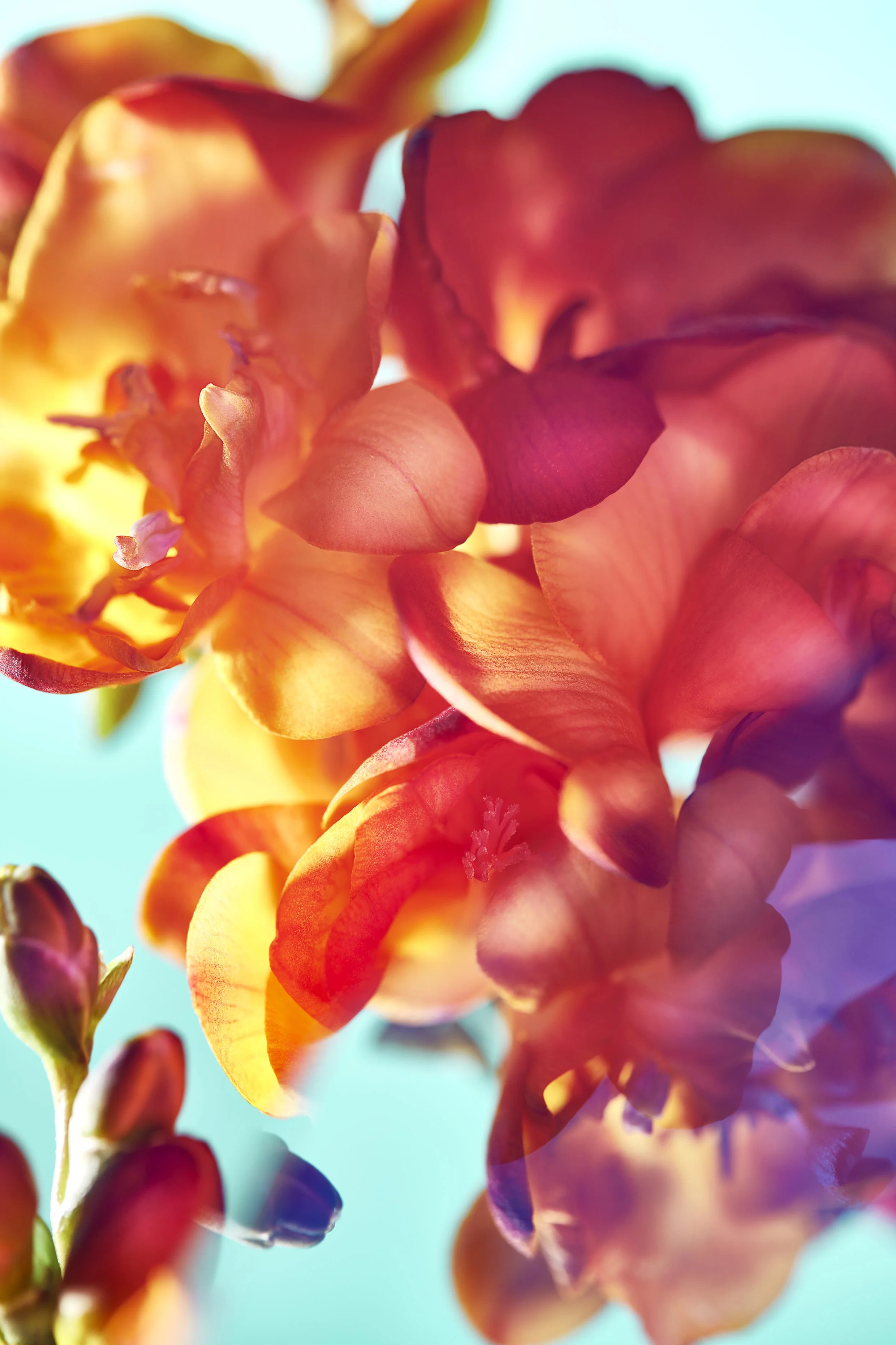 Alan-davies-creative-Fashion-029