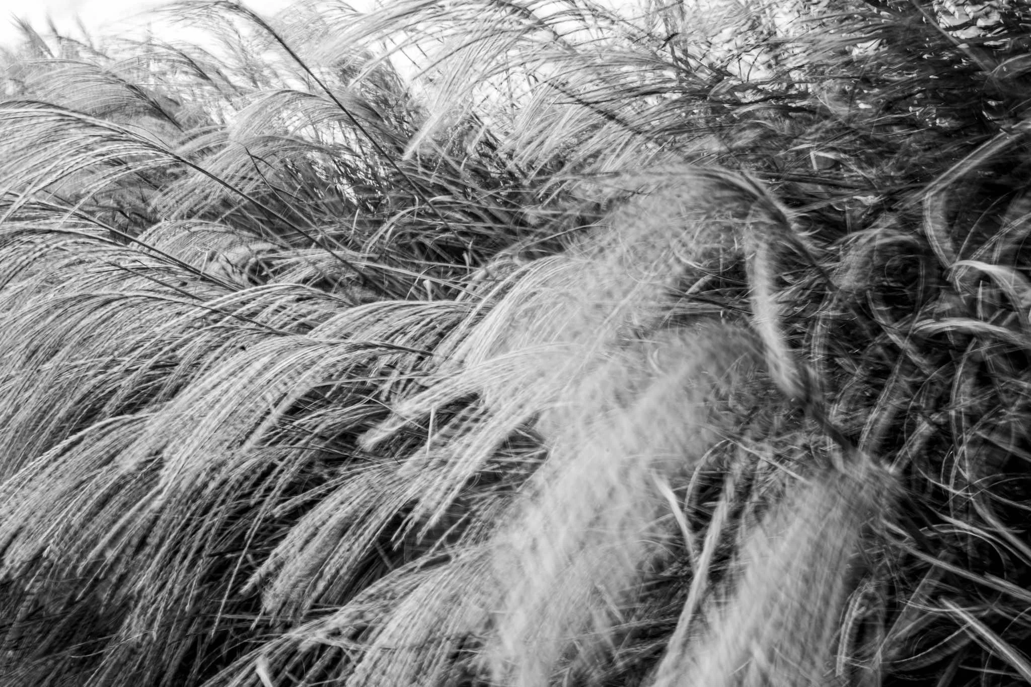 06_DSC_5738 copy.jpg