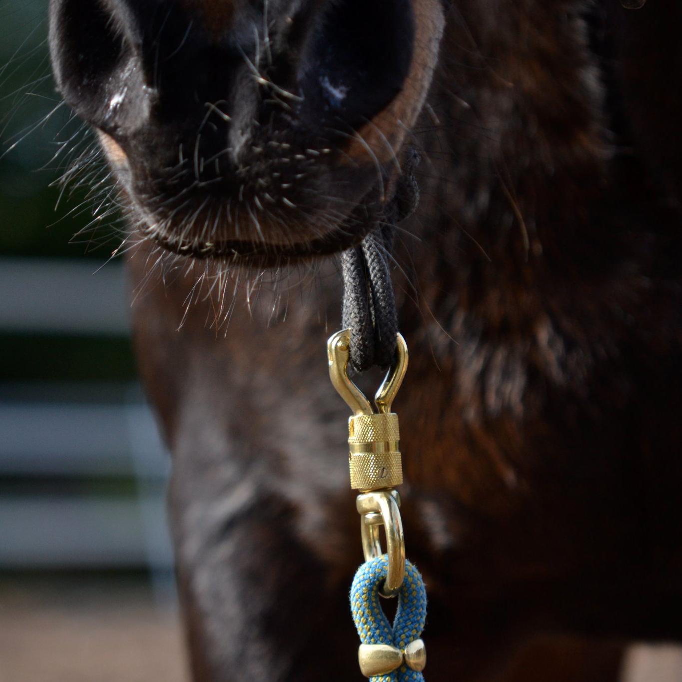 Pferd.png