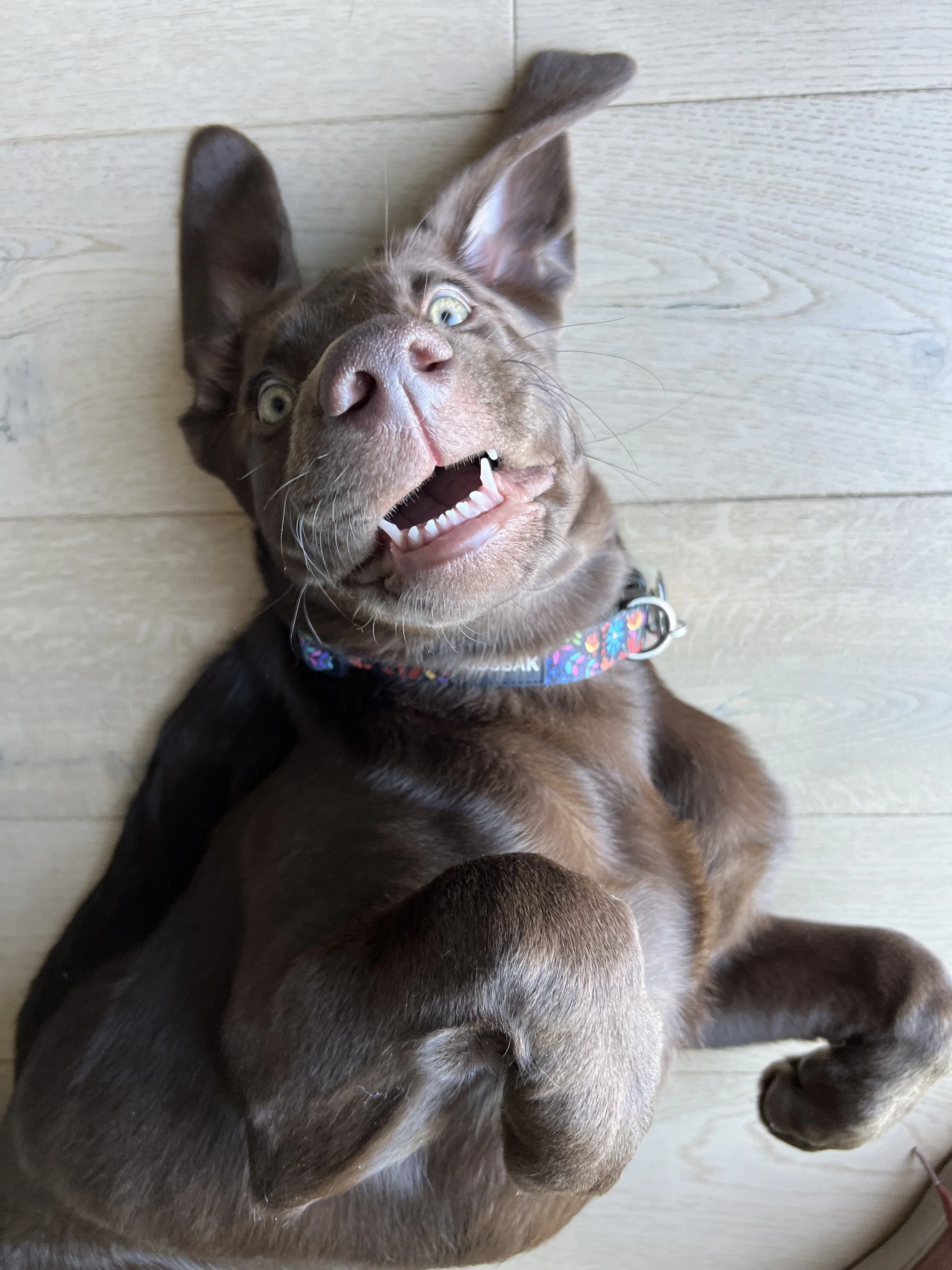 Marketing Lessons from My Dog's Questionable Habits