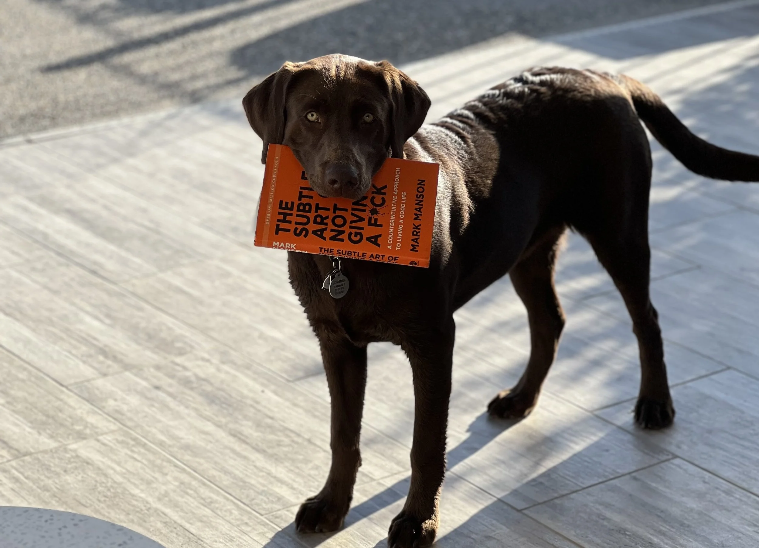 The Older I Get, The More I Market Like My Dog