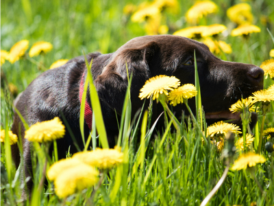Dog lying in a field of yellow dandelions with green grass background.