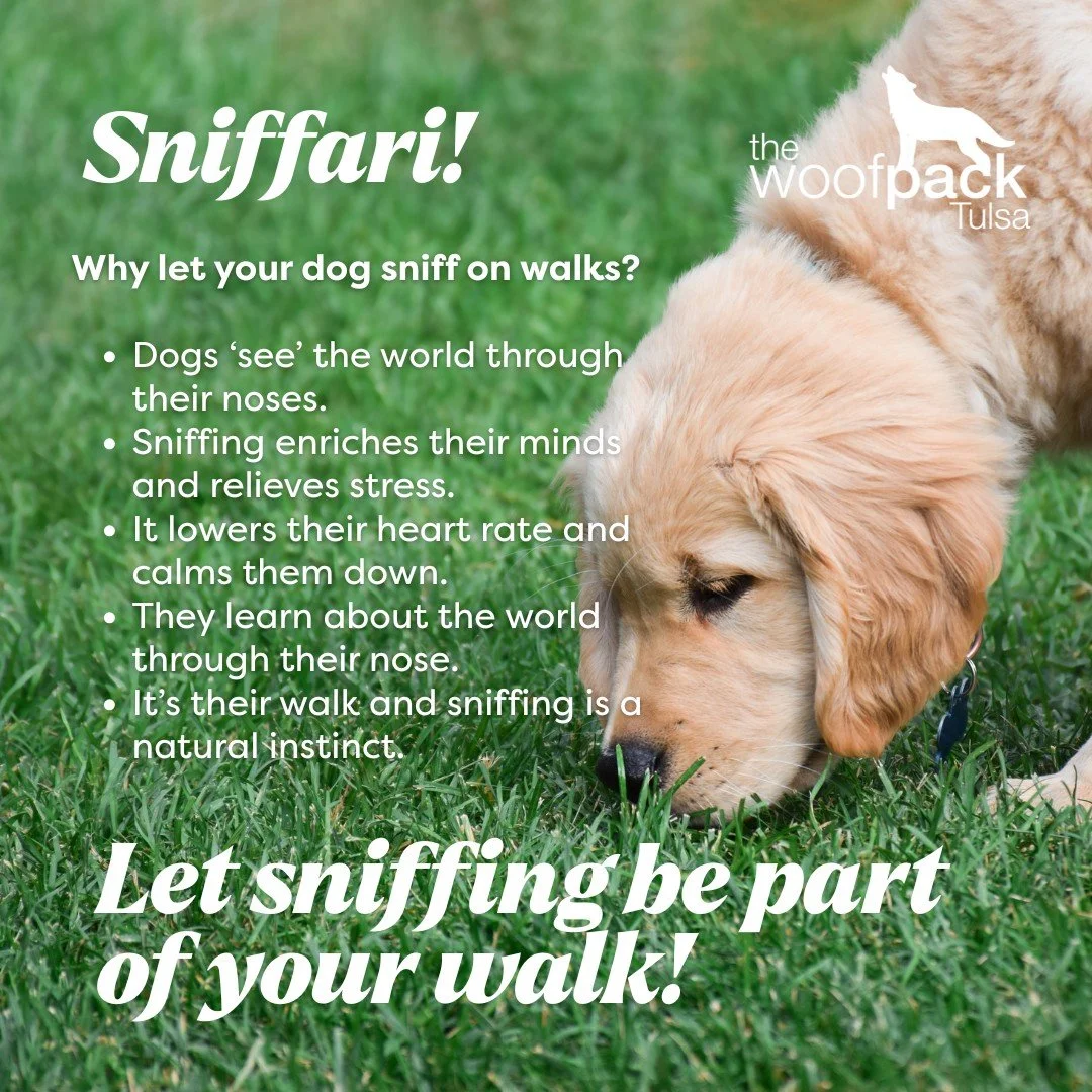 Most people rush their dog&rsquo;s walk.

Tight leash.
&ldquo;Come on.&rdquo;
&ldquo;No, leave it.&rdquo;

Constant pulling.
But here&rsquo;s the truth 👇

Sniffing is not a distraction.
It&rsquo;s mental stimulation.
When your dog sniffs, they&rsquo