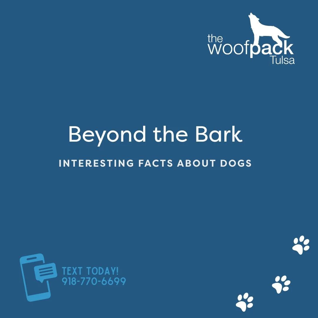 Most dog owners love their dogs&hellip;
But 90% don&rsquo;t actually know these facts. 👀🐾

Did you know your dog&rsquo;s nose print is as unique as your fingerprint?
Or that they release the &ldquo;love hormone&rdquo; when they play with you? 🤍

T