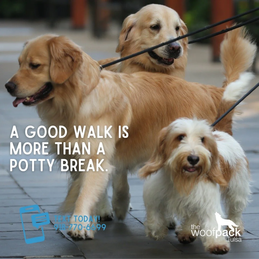 A good walk is more than a potty break. 🐾

It&rsquo;s enrichment. It&rsquo;s confidence-building. It&rsquo;s their time to just be a dog.

Sniff walks let dogs explore at their own pace &mdash; following scents, processing the world, and burning men