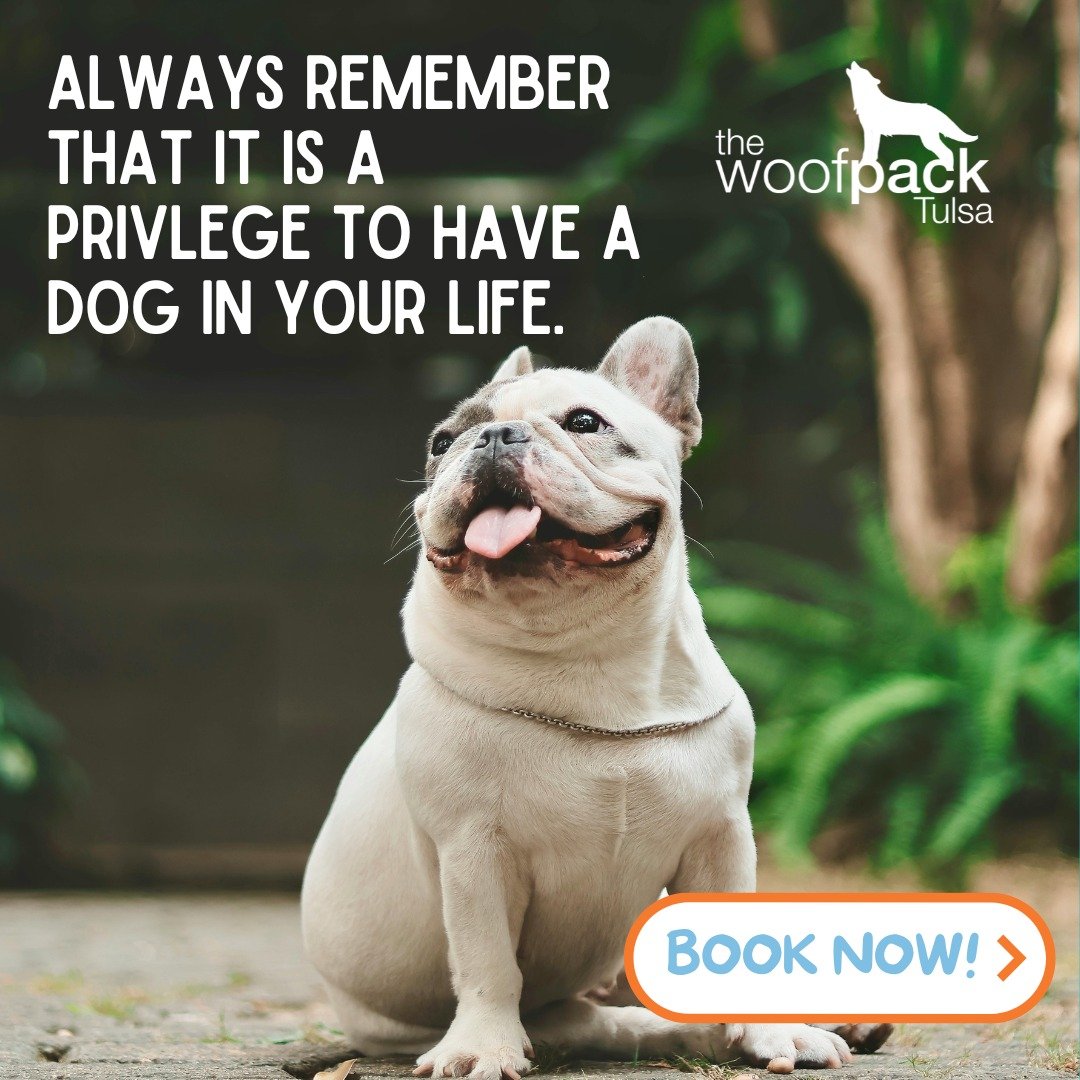 More Than Just a Walk 🐾

Having a dog is a privilege, and giving them a day full of adventure is the greatest gift you can provide. 🐶❤️

A dog with a consistent routine&mdash;full of midday sniffs, fresh air, and friendly faces&mdash;is a happy, ba