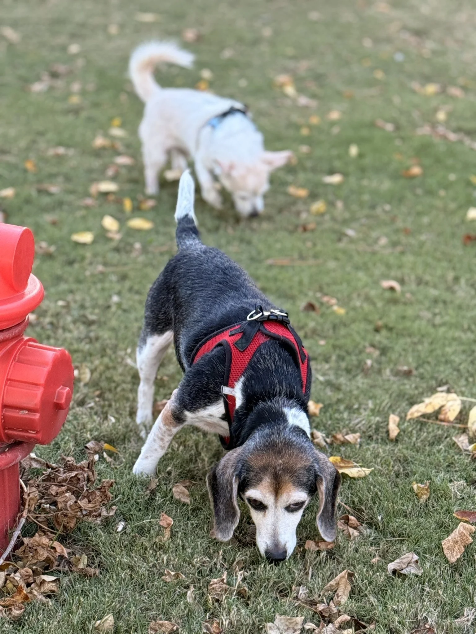 How to Prepare Your Dog for a New Walker (So the First Visit Goes Smoothly)