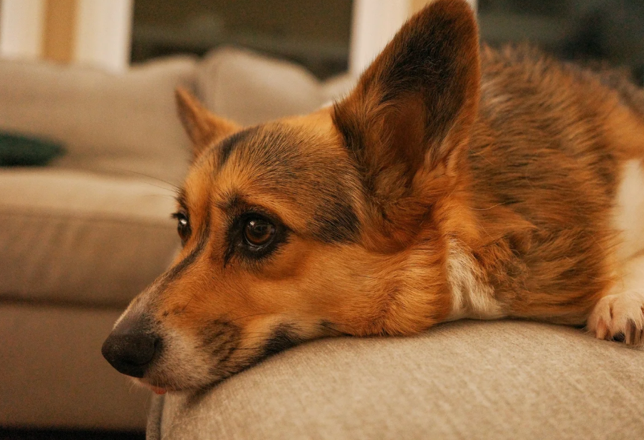 What Your Dog Actually Needs Midday (It's Not What You Think)