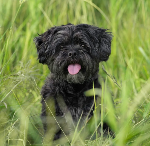 Keeping Your Dog Safe in Tulsa's Summer Heat: A Walker's Guide
