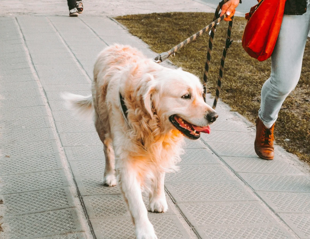 What Questions Should I Ask a Dog Walker?