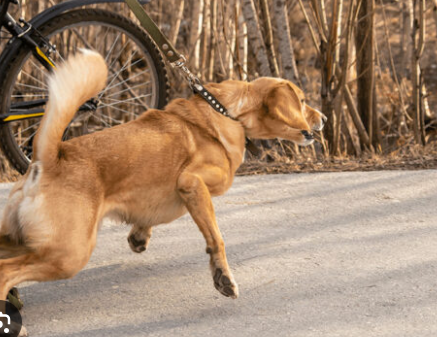 Dog Walking for Anxious or Reactive Dogs in Tulsa