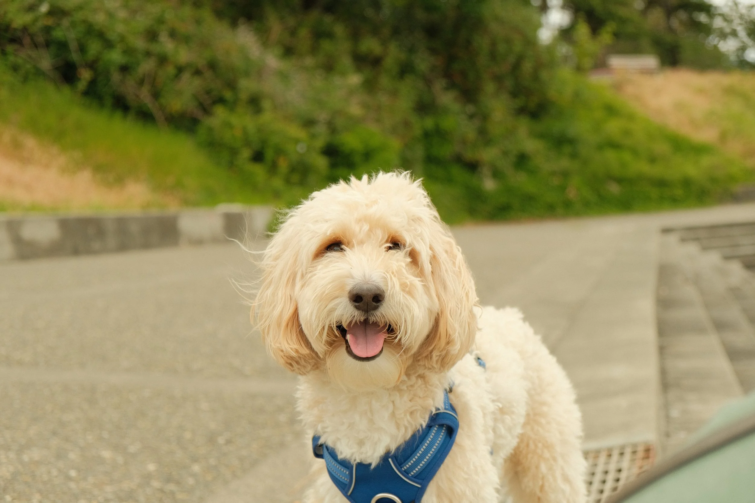Tulsa Dog Owners: How to Choose a Dog Walker in 2026 (Without Getting Burned)
