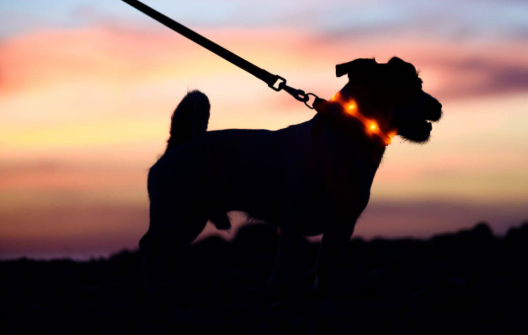 The Best Time to Walk Your Dog in Tulsa (and What to Bring After Dark)