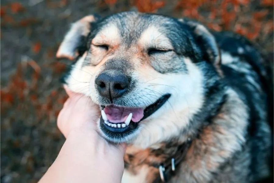 Help for Dogs With Separation Anxiety