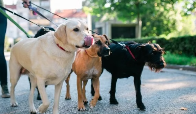 dogs walking in midtown tulsa woof pack