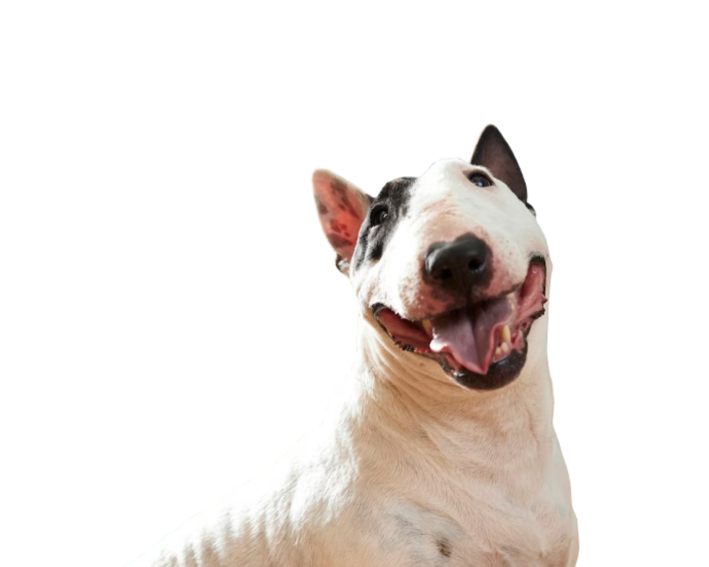 Happy Dog Dog Walking Woof Pack Tulsa Miles Zeligson