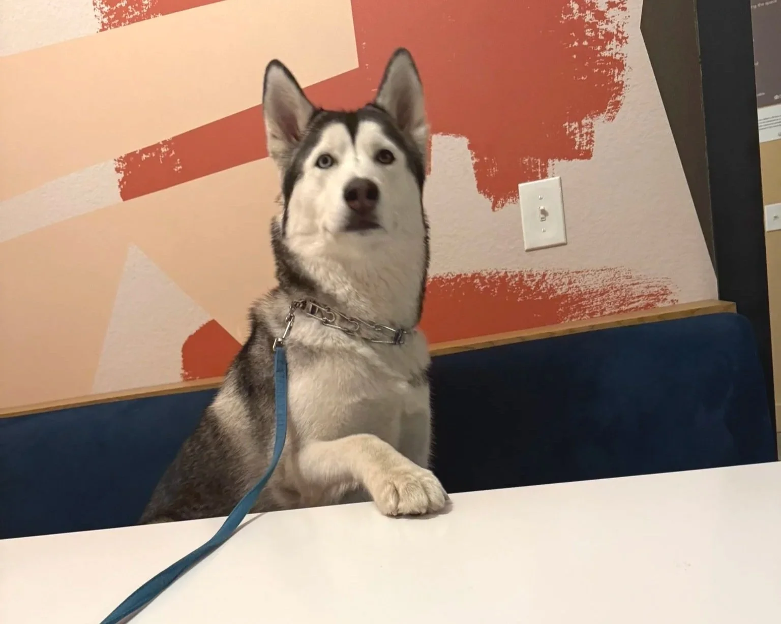 Husky NOMA Dog Walking Miles Zeligson Woof Pack Lobby Route 66 Market District