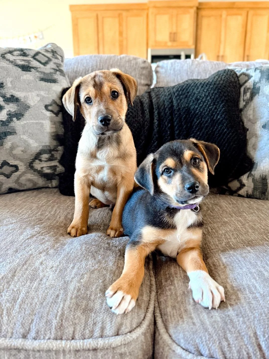 Tulsa rescue puppies woof pack miles zeligson midtown