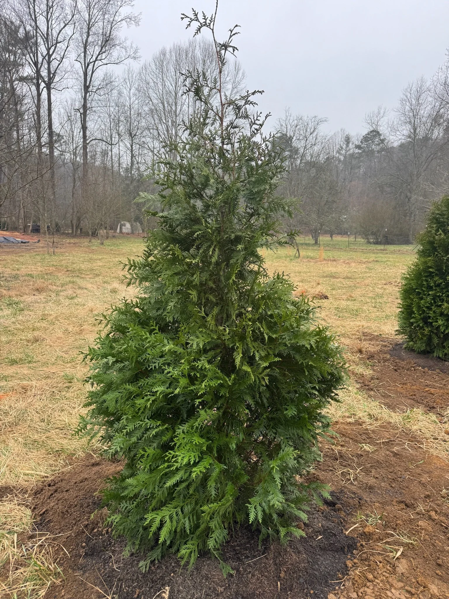 Plant new trees on my property