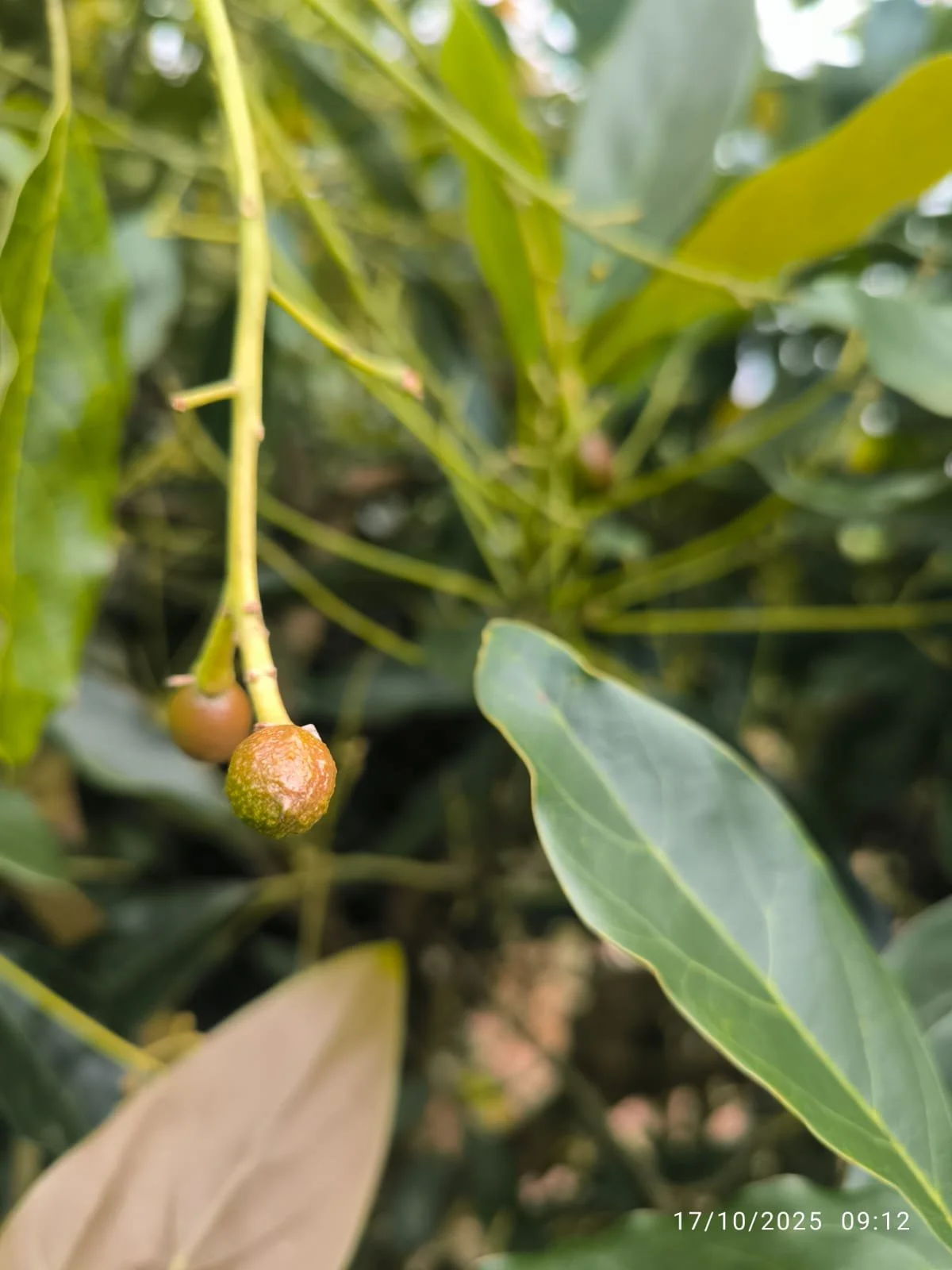 Ramas de planta con frutas verdes y maduras en un árbol, rodeadas de hojas verdes.