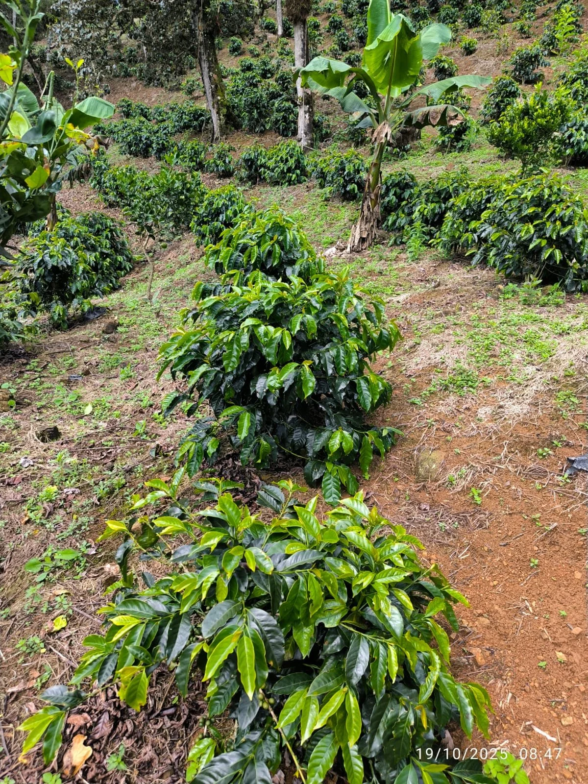 Cultivo de plantas de café en un terreno tierra con árboles en el fondo.