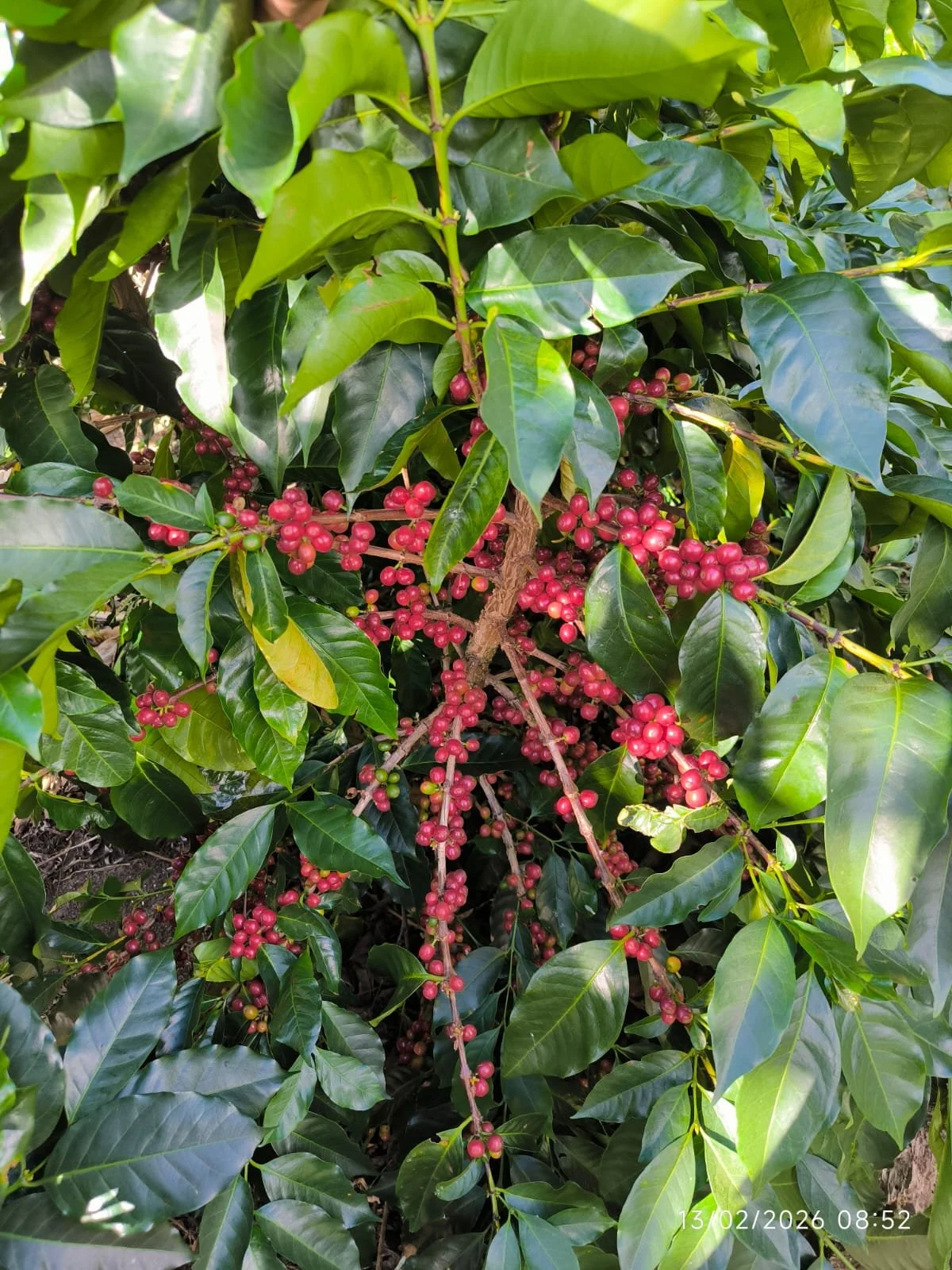 Ramas de un arbusto de café con frutas rojas y verdes, rodeado de hojas verdes brillantes.