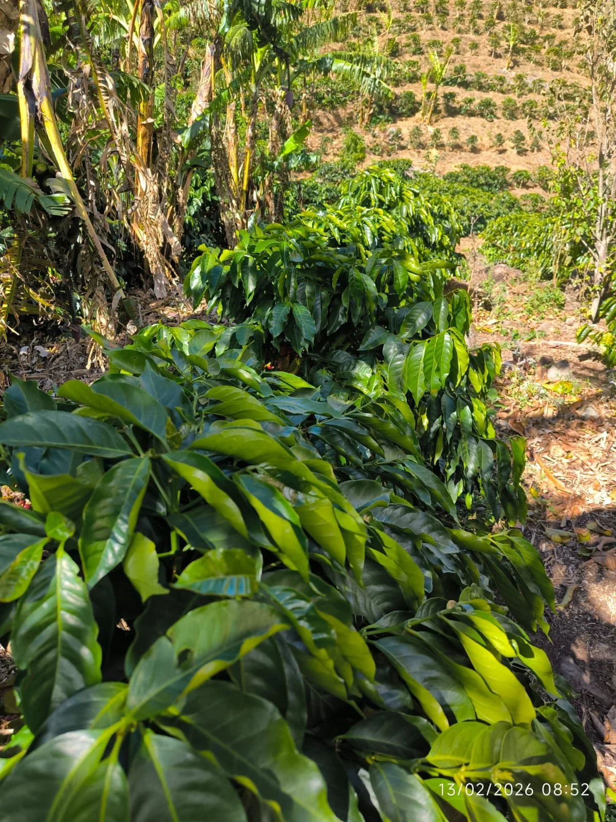 Filas de plantas de café en un campo agrícola, con árboles y terreno seco de fondo, en la mañana.