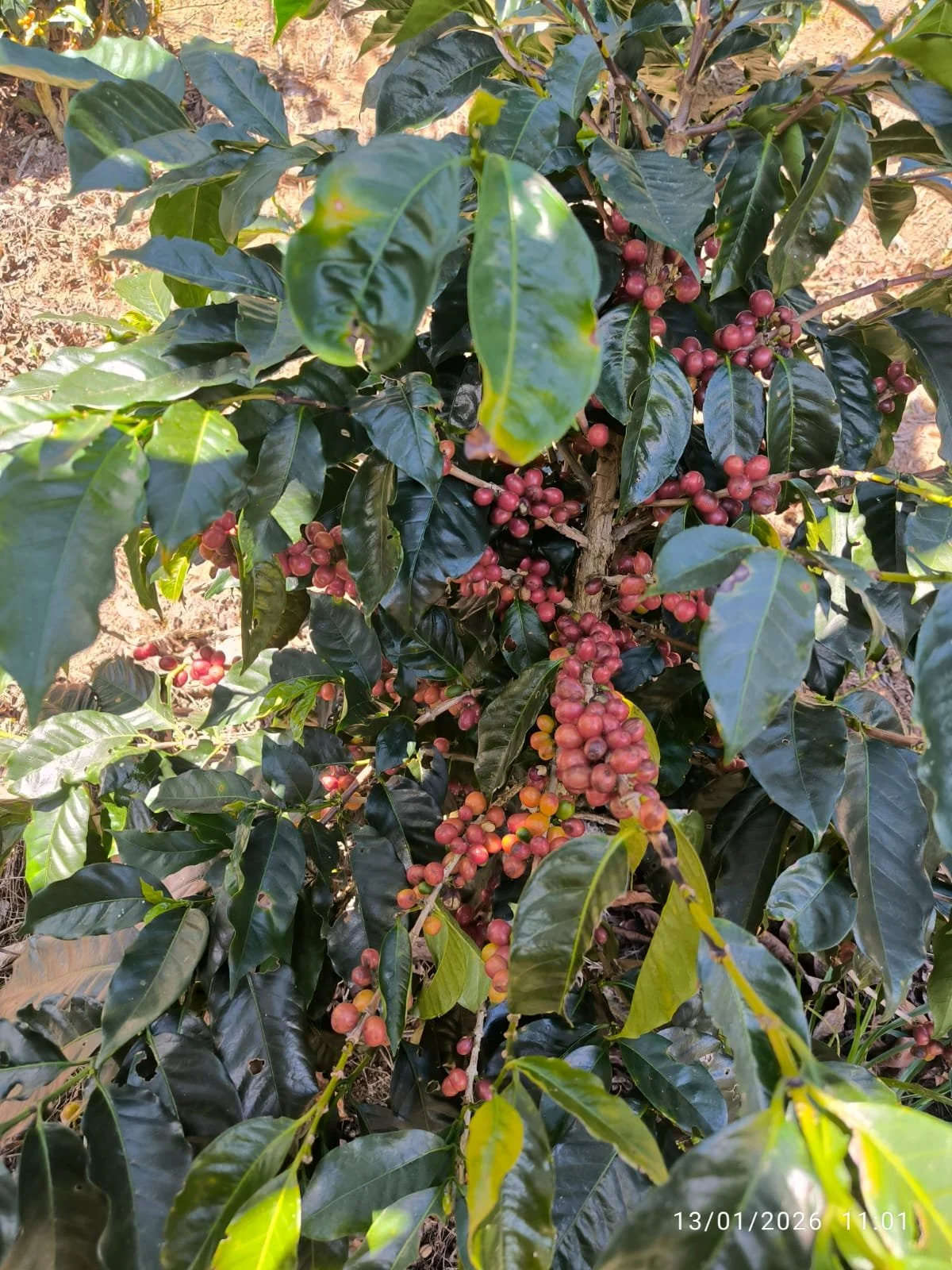 Ramillete de granos de café en una planta de hoja verde brillante.