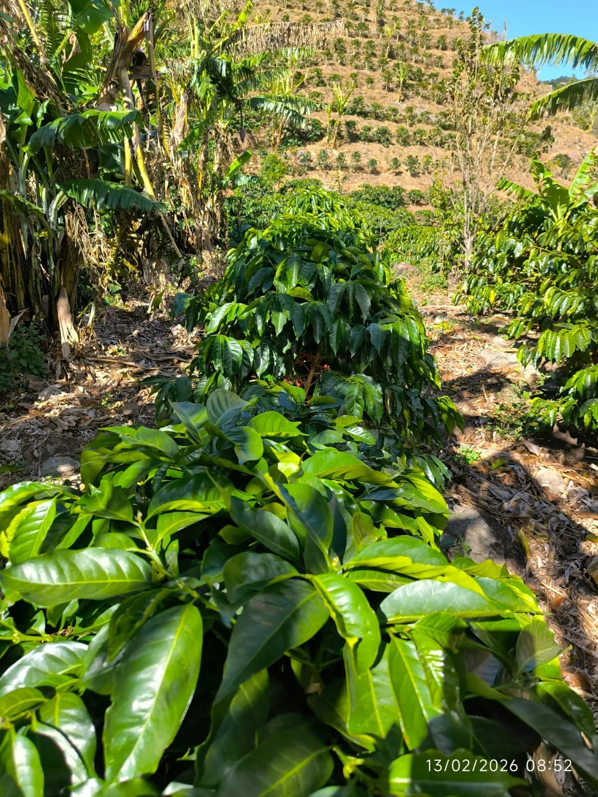 Fila de plantas verdes en un huerto con tierra seca y colinas en el fondo, bajo un cielo azul claro.