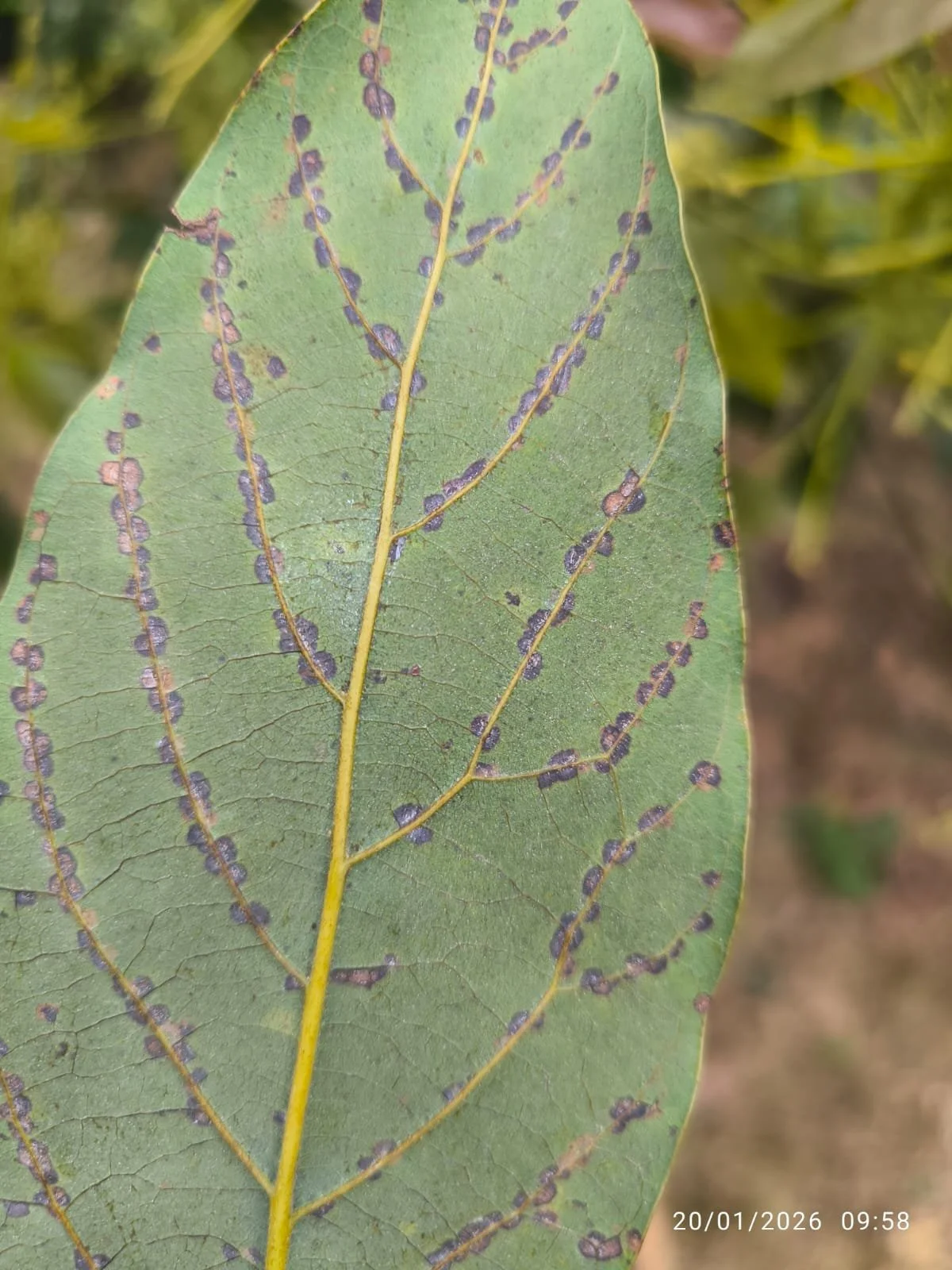 Hoja verde con plagas negras en su superficie.