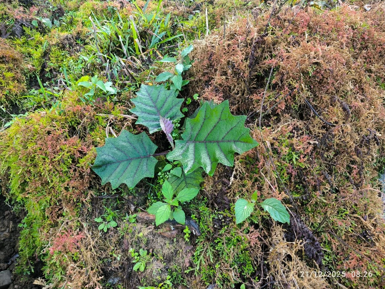 Hojas verde oscuro con forma de acanto en un suelo cubierto de musgo, pequeñas plantas y tierra