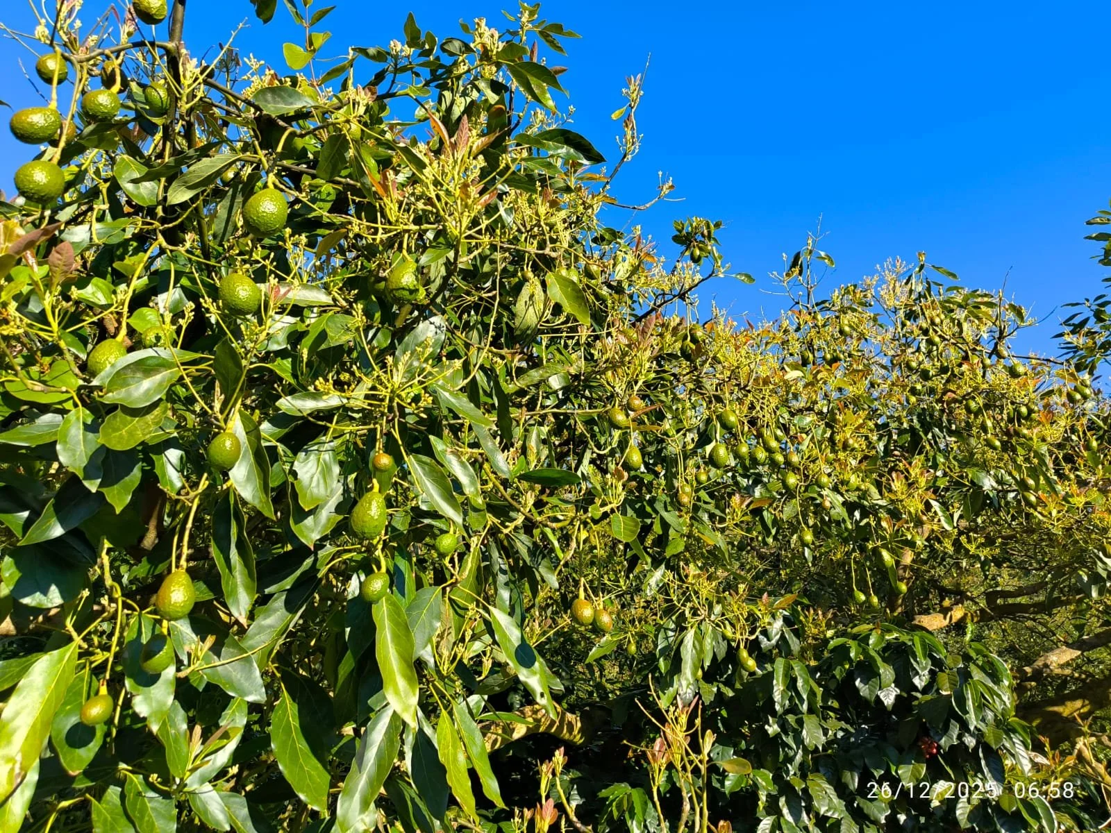 Árbol con frutos verdes en un día soleado, cielo azul y pocas nubes.