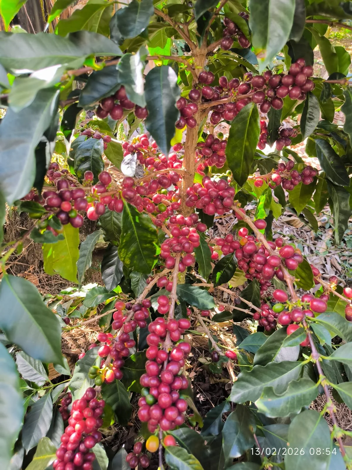 Cadenas de cerezas en un árbol con hojas verdes.