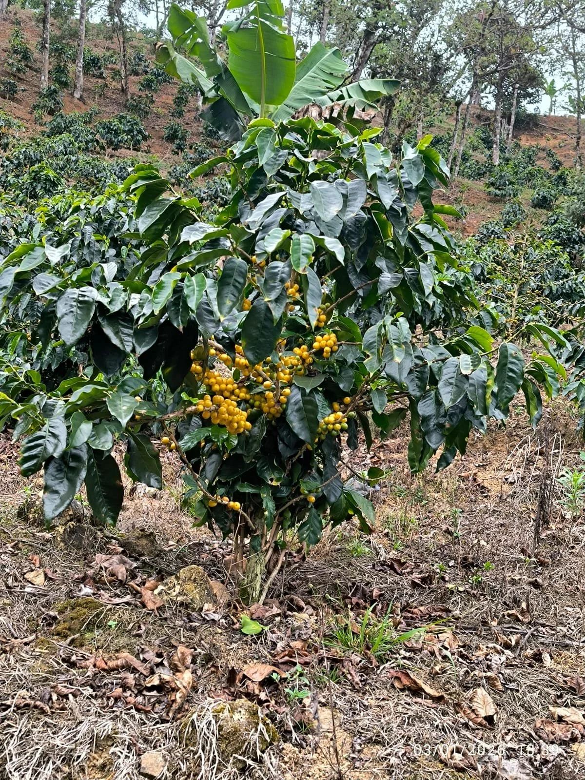 Plantación de cafetales con groupos de frutos amarillos en un campo agrícola rodeado de árboles y vegetación.