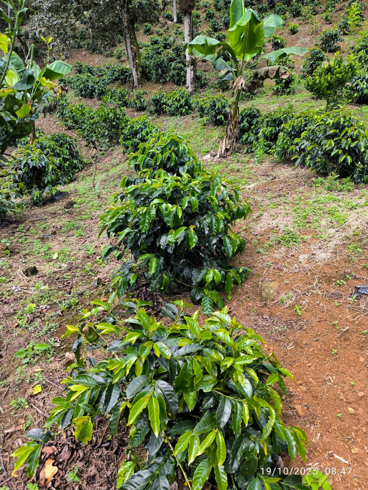 Plantaciones de árboles de café y plantas de banano en una colina.