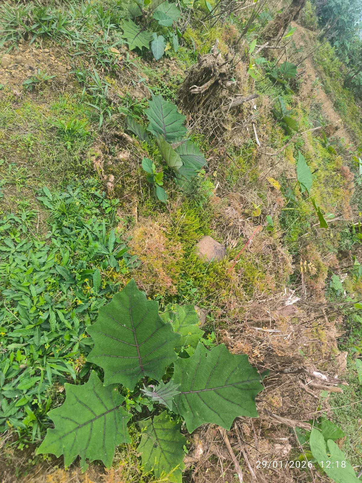 Hojas grandes y verdes en un campo con otras plantas pequeñas y tierra con piedras, en un ambiente natural.