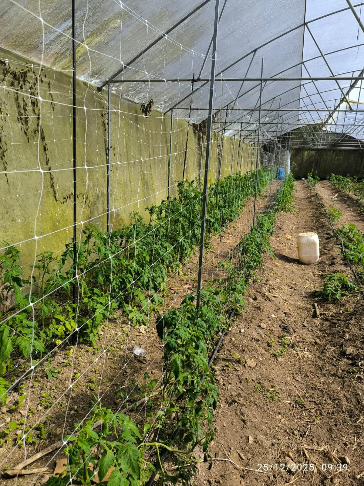 Invernadero con plantas de tomate en fila, soportadas por una malla protectora, con suelo de tierra y filtro de techo solar.