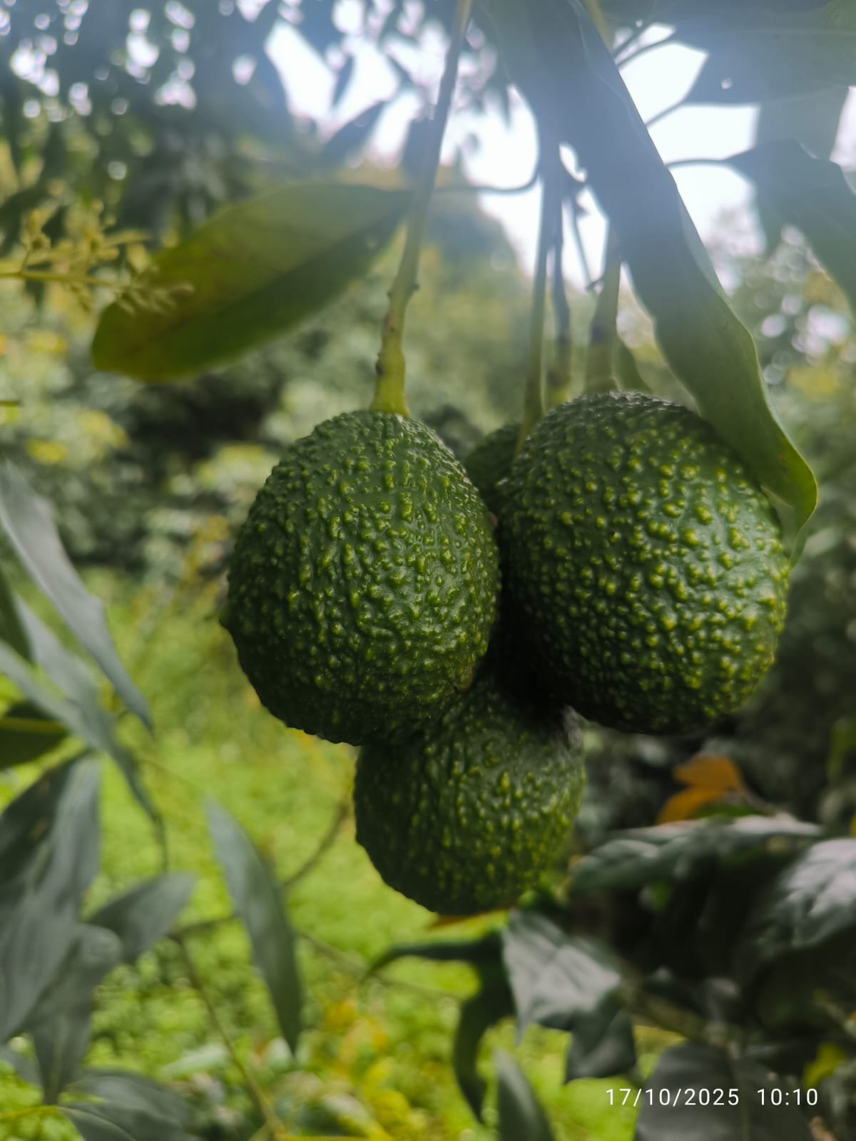 Tres aguacates verdes colgando de una rama con hojas verdes en un fondo natural borroso.
