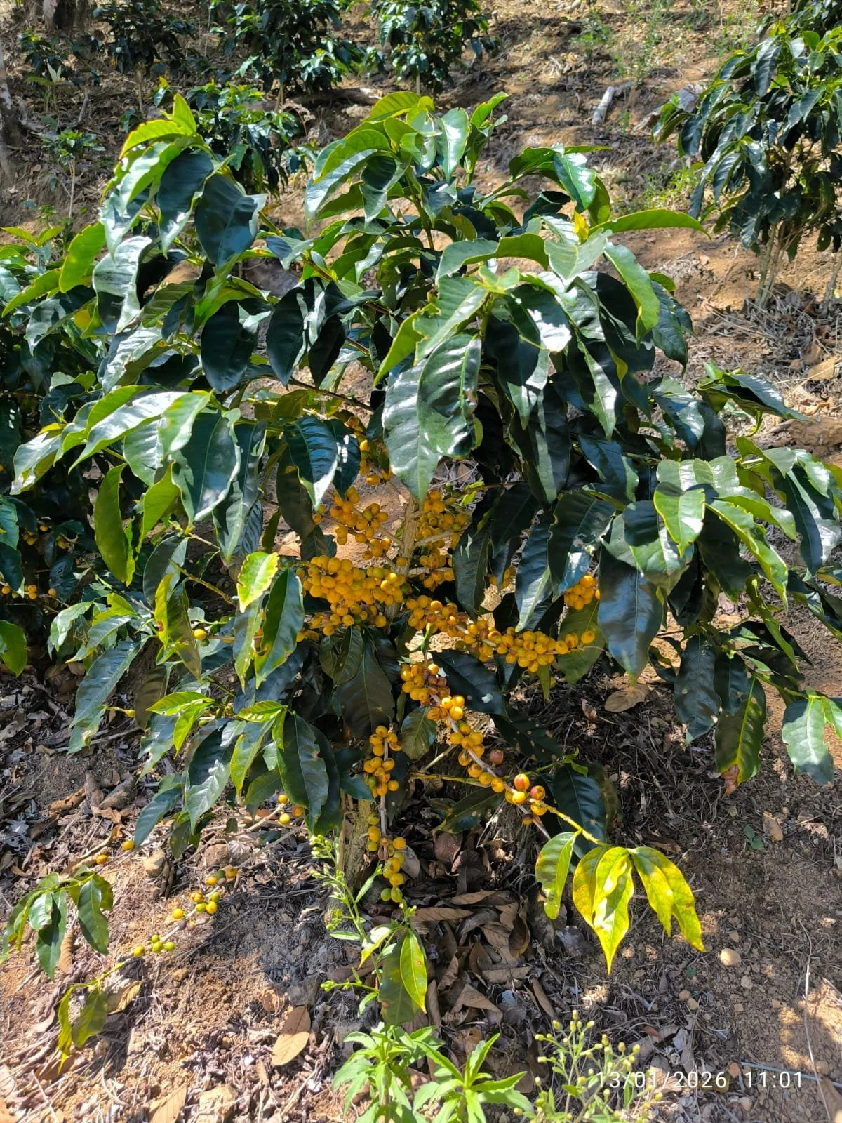 Una planta de café con frutos amarillos en un campo agrícola, hojas verdes y suelo de tierra con hojas secas.
