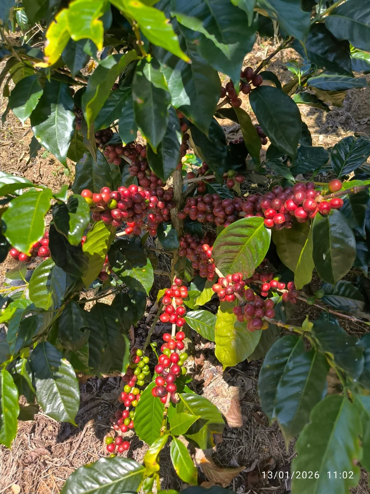 Plantas de café con frutos rojos y verdes en diferentes etapas de maduración, en un campo agrícola