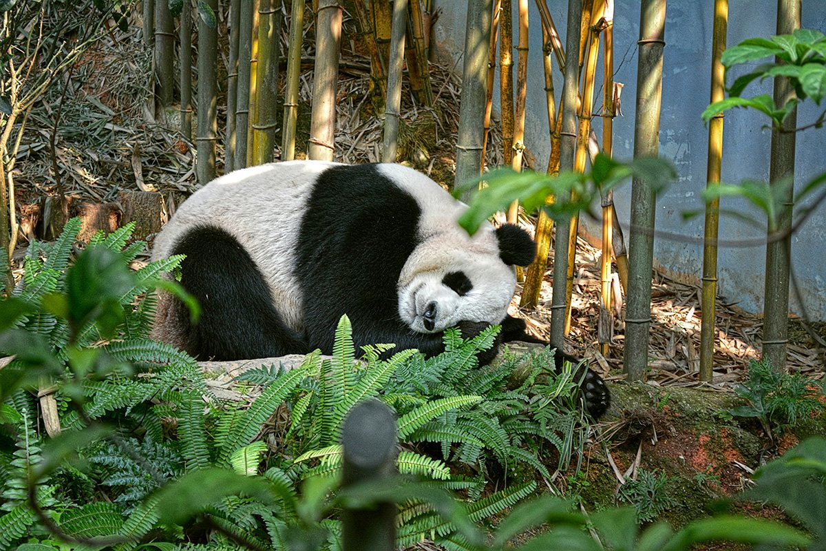 Sleeping panda
