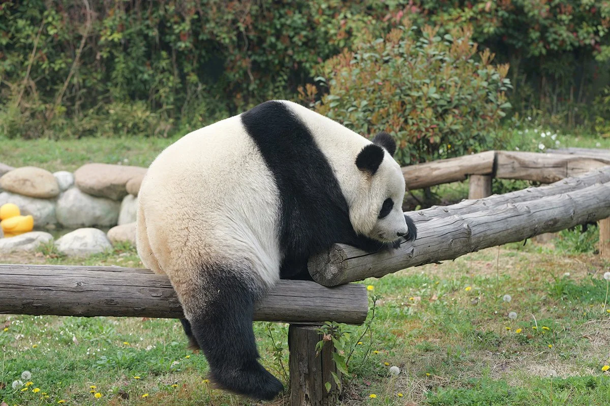 As heavy as an overweight panda.