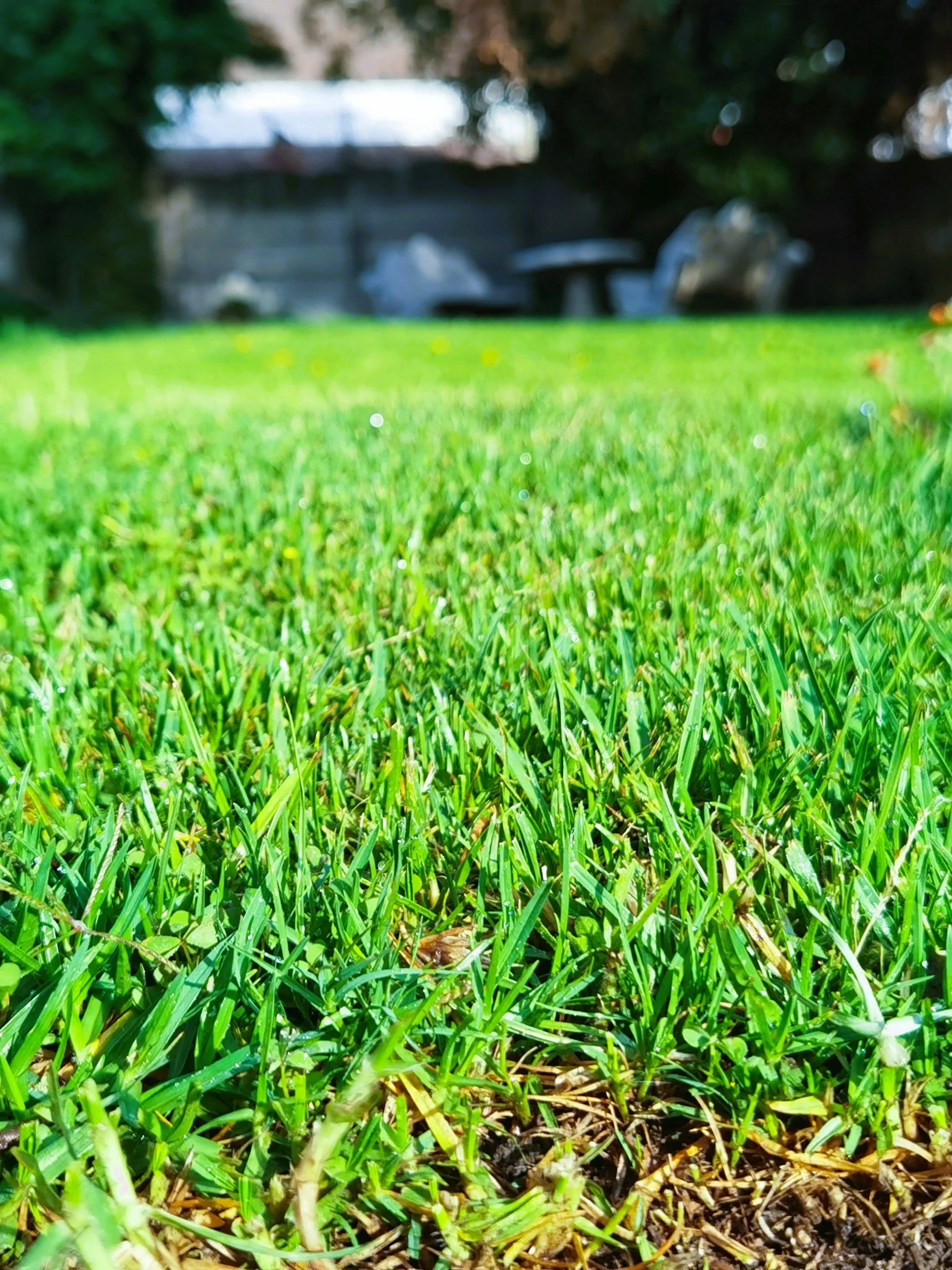 Lawn Aeration