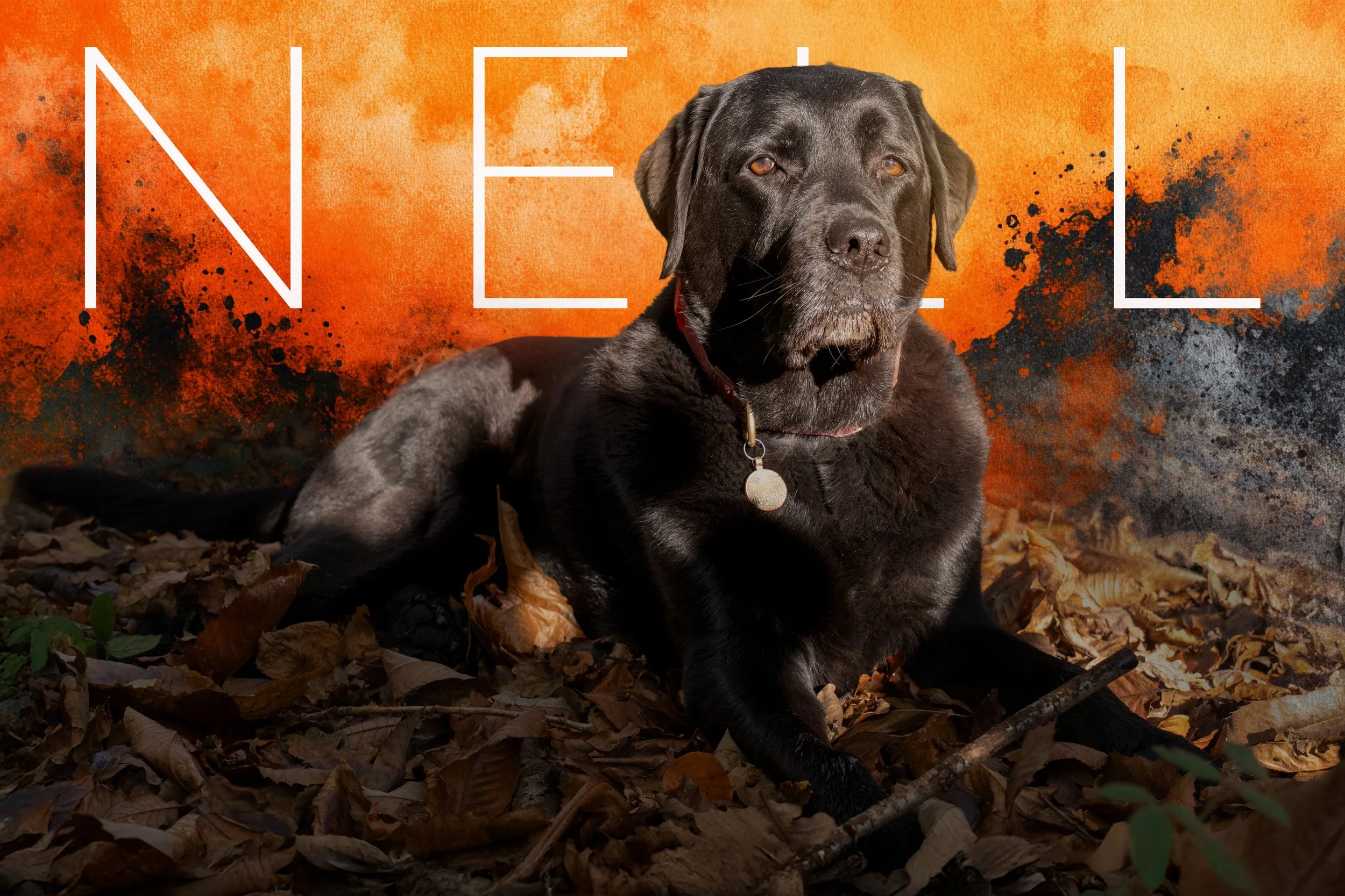black-labrador-Nell-in-woodlands-with-textured-background-and-NELL-in-bold-lettering.jpg