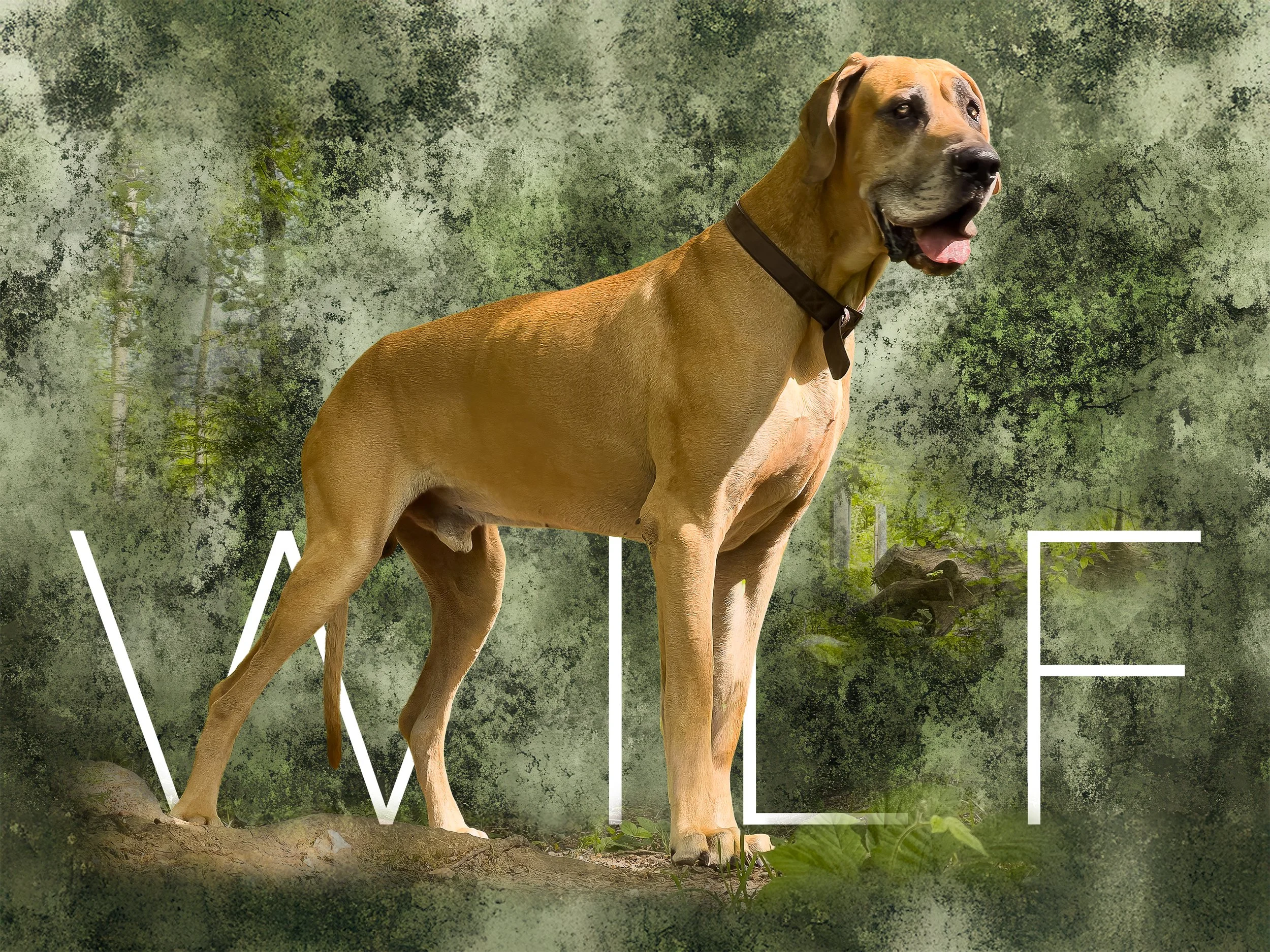 wilf-with-textured-background-and-name.jpg