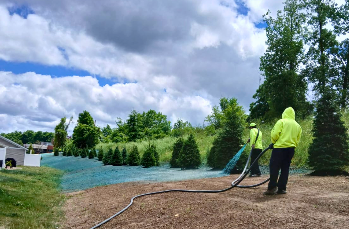 hydroseeding lawn